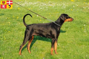 Read more about the article Doberman breeders and puppies in Auvergne-Rhône-Alpes