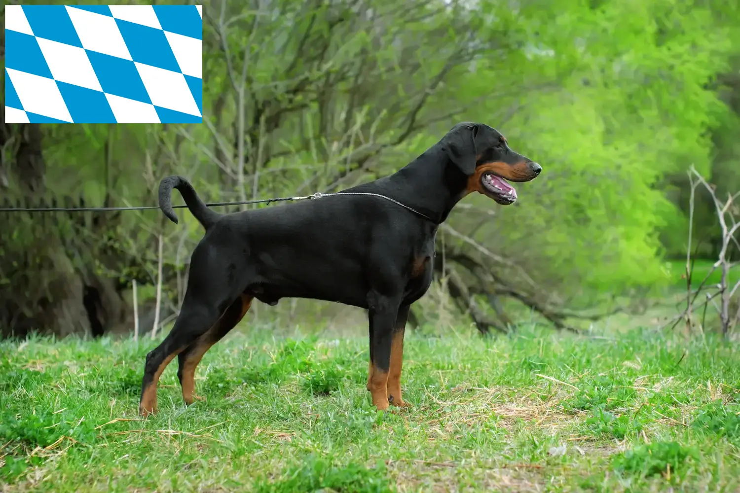 Read more about the article Dobermann breeders and puppies in Bavaria