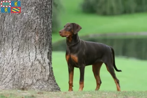 Read more about the article Doberman breeders and puppies in Bourgogne-Franche-Comté