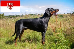 Read more about the article Dobermann breeders and puppies in Brandenburg