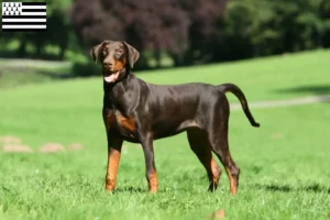 Read more about the article Doberman breeders and puppies in Brittany