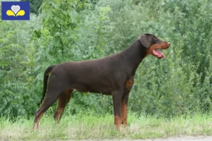 Read more about the article Doberman breeders and puppies in the Brussels-Capital Region