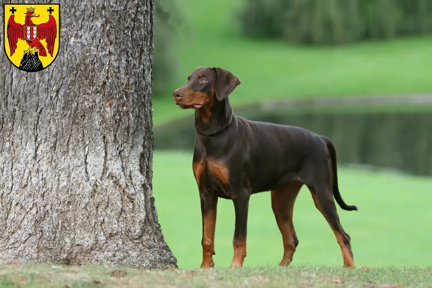 Read more about the article Dobermann breeders and puppies in Burgenland