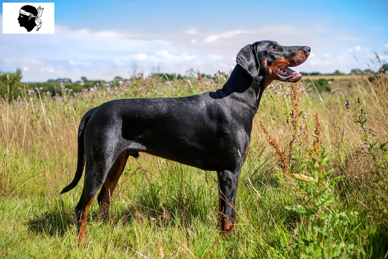 Read more about the article Doberman breeders and puppies in Corsica