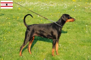 Read more about the article Doberman breeders and puppies in Drenthe