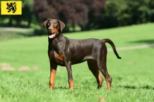 Read more about the article Doberman breeders and puppies in Flanders