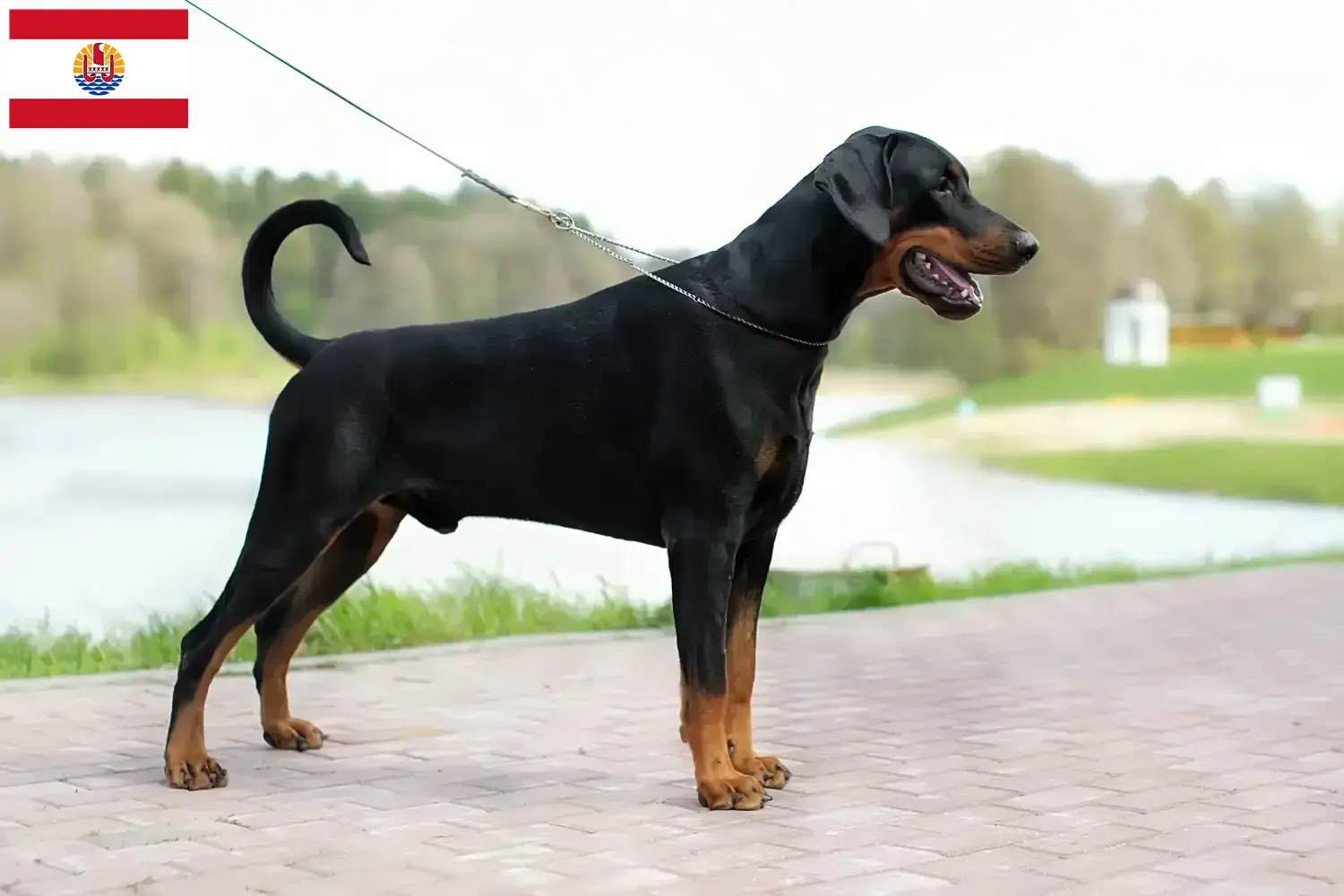 Read more about the article Doberman breeders and puppies in French Polynesia