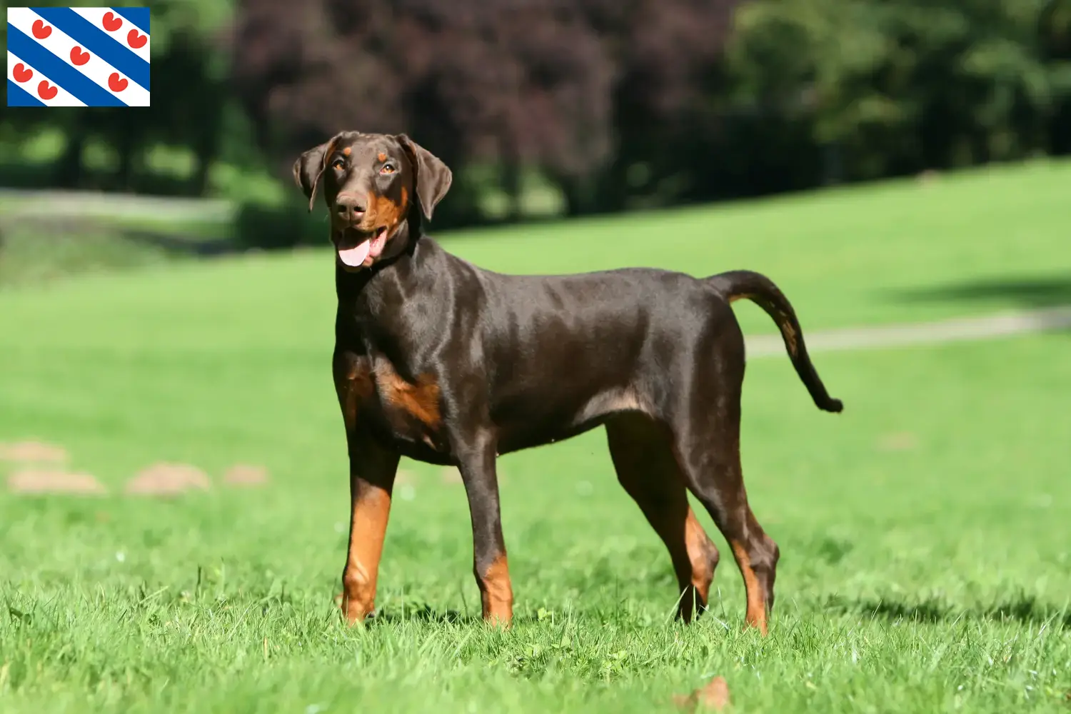 Read more about the article Doberman breeders and puppies in Friesland