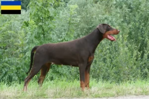 Read more about the article Doberman breeders and puppies in Gelderland