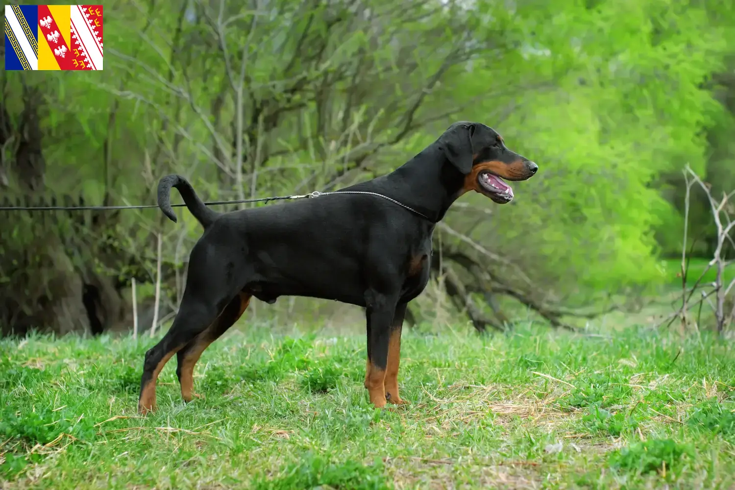 Read more about the article Doberman breeders and puppies in Grand Est