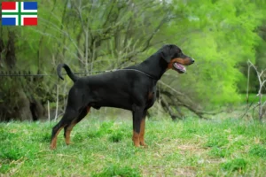 Read more about the article Doberman breeders and puppies in Groningen