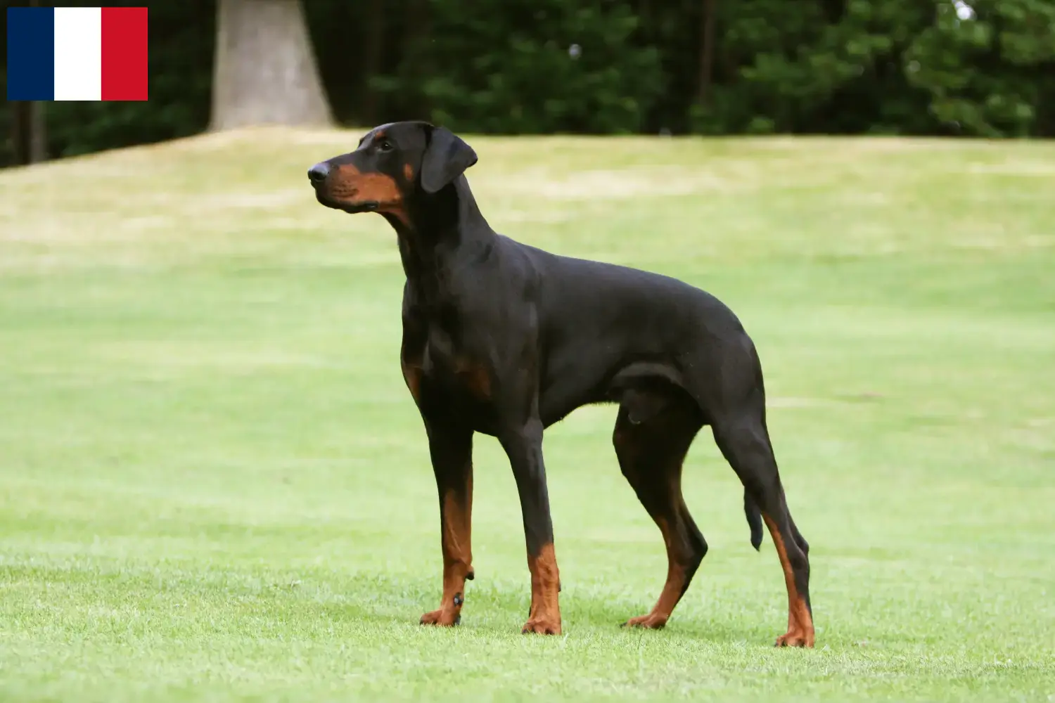 Read more about the article Doberman breeders and puppies in Guadeloupe