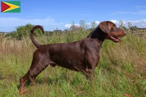 Read more about the article Doberman breeders and puppies in Guyana