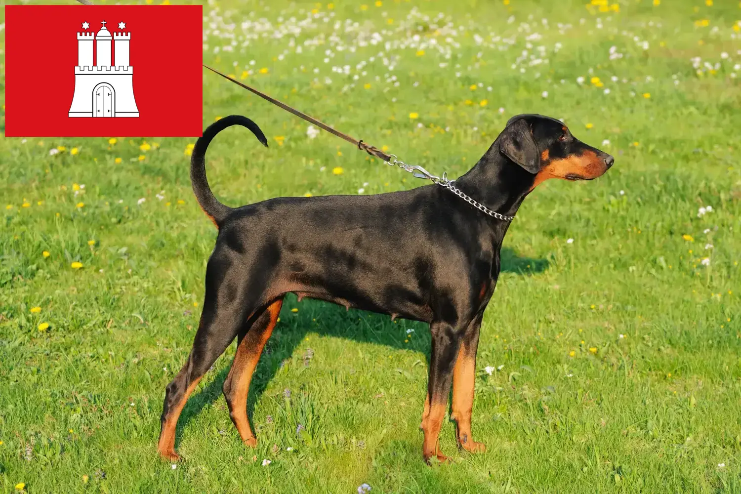 Read more about the article Dobermann breeders and puppies in Hamburg