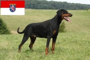 Read more about the article Dobermann breeders and puppies in Hessen