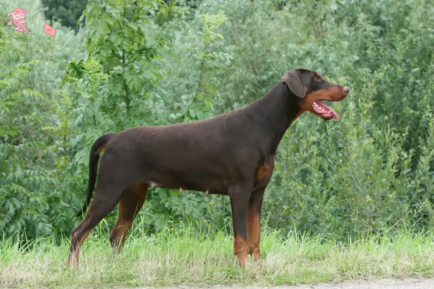 Read more about the article Dobermann breeder and puppies in Hovedstaden