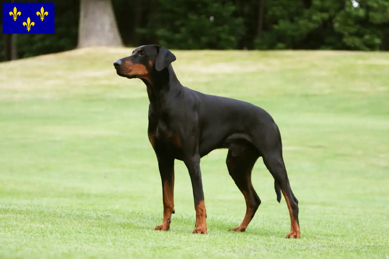 Read more about the article Doberman breeders and puppies in Île-de-France