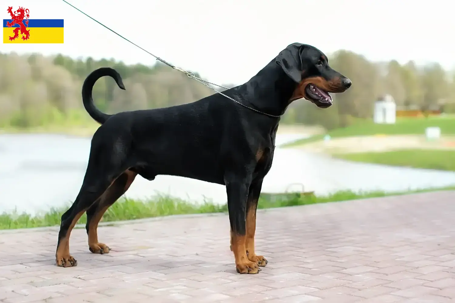 Read more about the article Dobermann breeders and puppies in Limburg