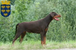 Read more about the article Dobermann breeders and puppies in Lower Austria