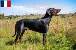 Read more about the article Doberman breeders and puppies in Martinique