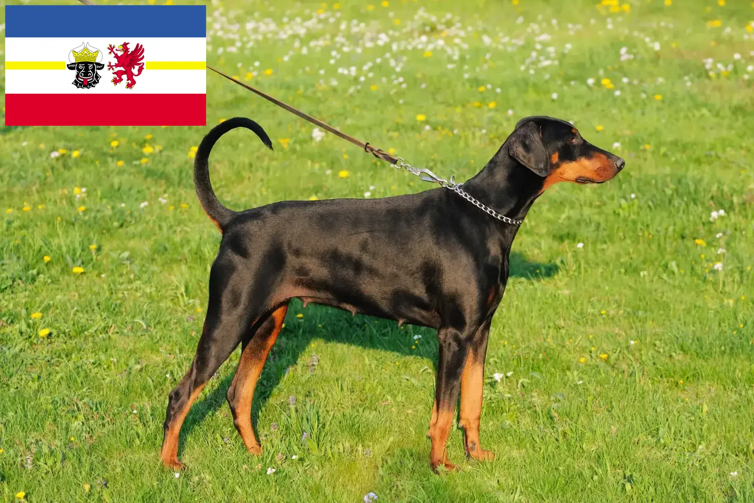 Read more about the article Dobermann breeders and puppies in Mecklenburg-Vorpommern