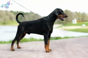 Read more about the article Doberman breeders and puppies in Nordjylland