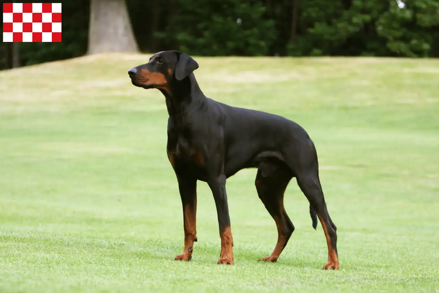 Read more about the article Doberman breeders and puppies in North Brabant