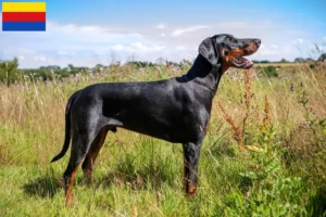 Read more about the article Doberman breeders and puppies in North Holland