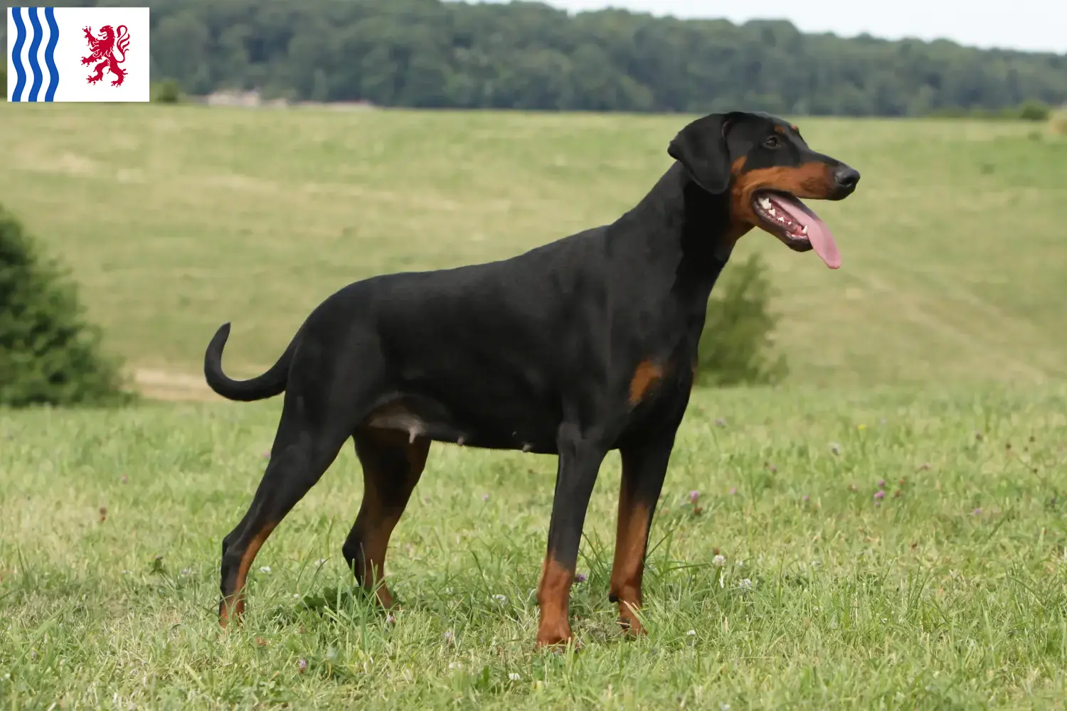 Read more about the article Doberman breeders and puppies in Nouvelle-Aquitaine