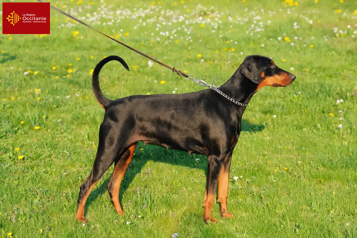 Read more about the article Doberman breeders and puppies in Occitania