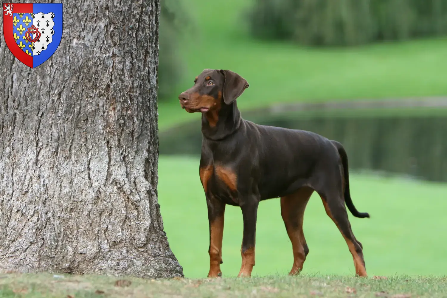 Read more about the article Doberman breeders and puppies in Pays de la Loire