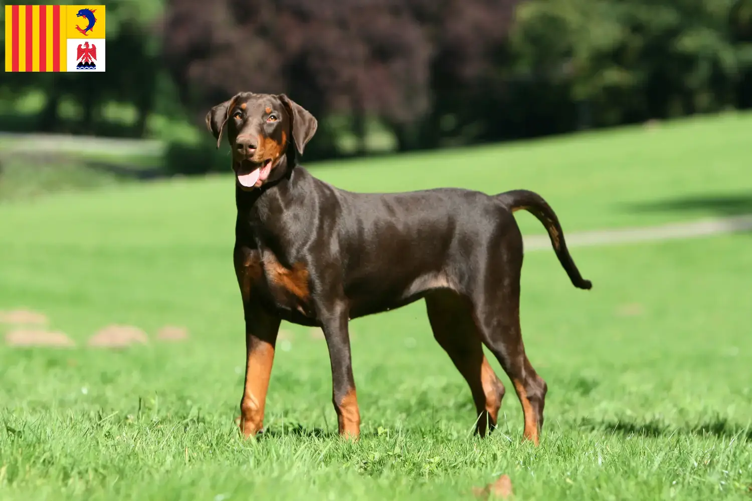 Read more about the article Doberman breeders and puppies in Provence-Alpes-Côte d’Azur