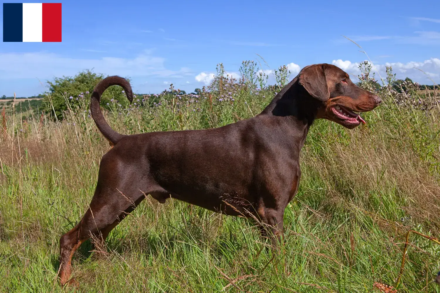 Read more about the article Doberman breeders and puppies on Réunion