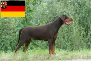 Read more about the article Dobermann breeders and puppies in Rhineland-Palatinate