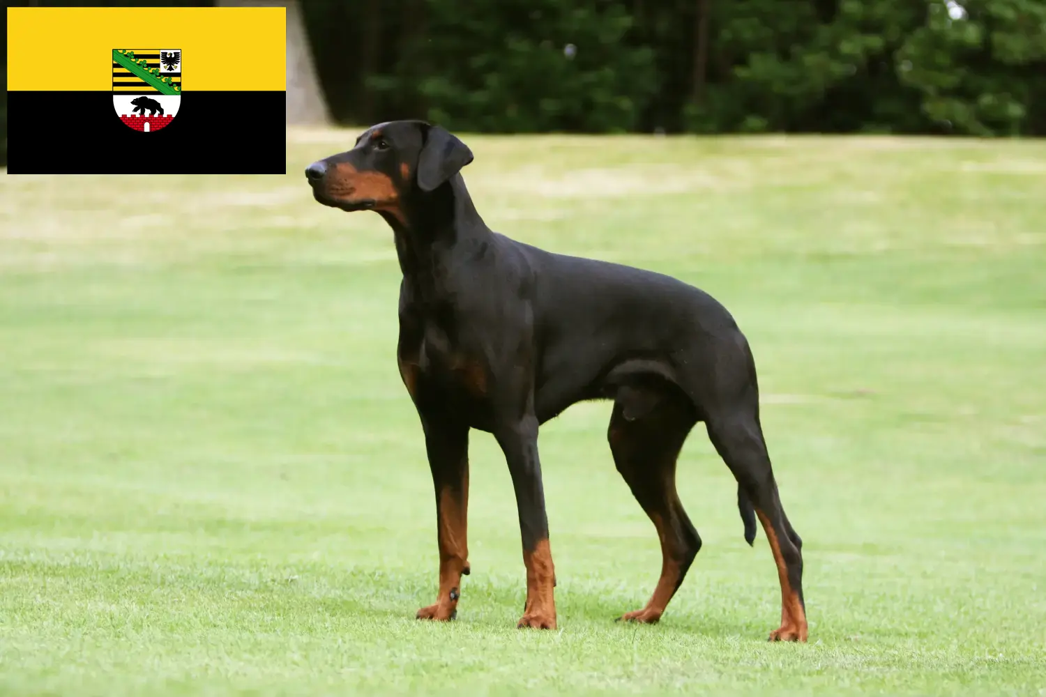 Read more about the article Dobermann breeders and puppies in Saxony-Anhalt