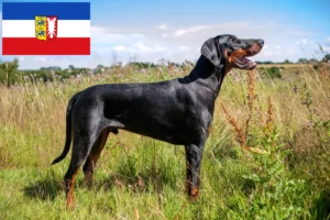 Read more about the article Dobermann breeders and puppies in Schleswig-Holstein