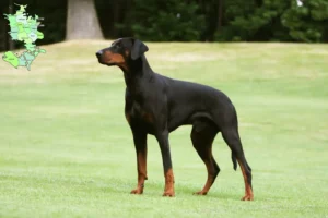 Read more about the article Doberman breeders and puppies in Sjælland