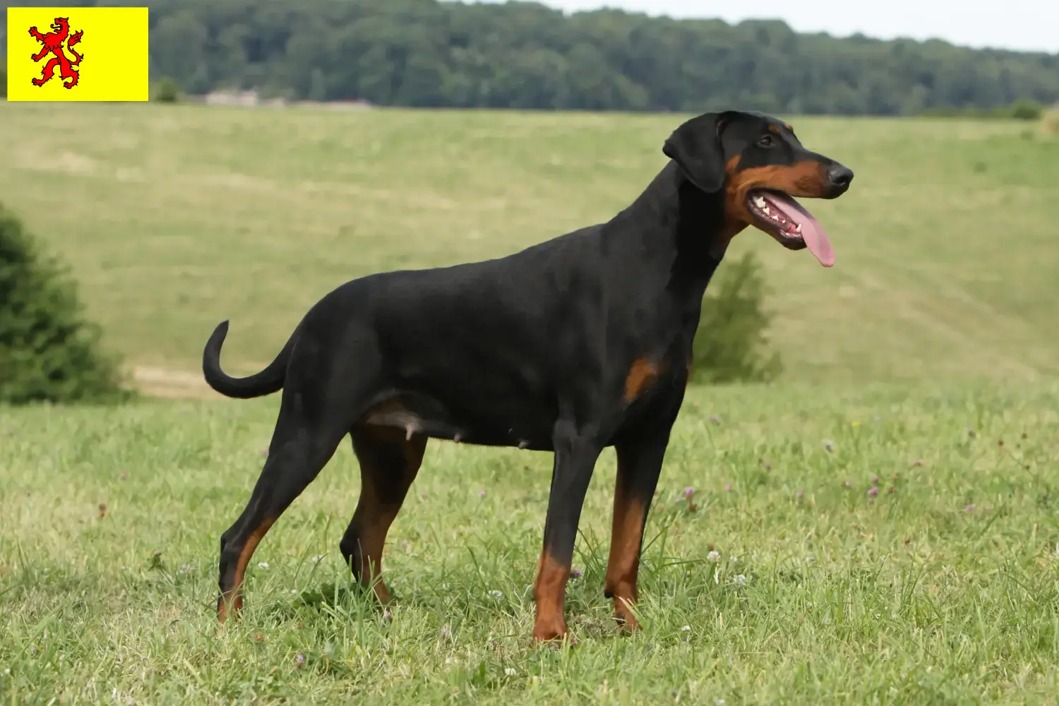 Read more about the article Doberman breeders and puppies in South Holland