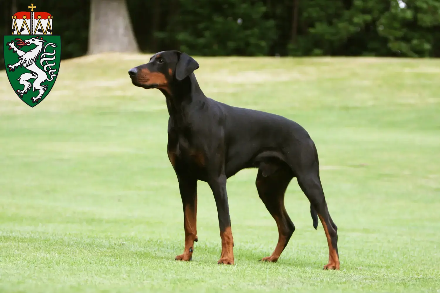 Read more about the article Dobermann breeders and puppies in Styria