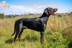 Read more about the article Doberman breeders and puppies in Syddanmark