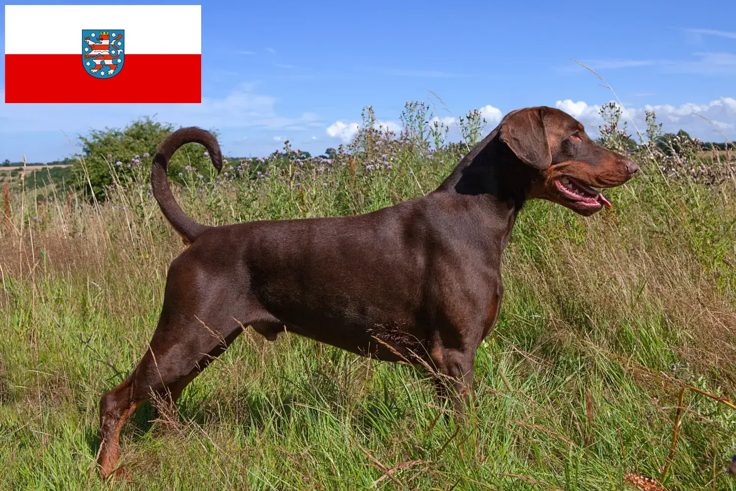 Read more about the article Dobermann breeders and puppies in Thuringia