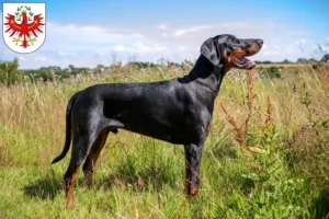 Read more about the article Dobermann breeders and puppies in Tyrol