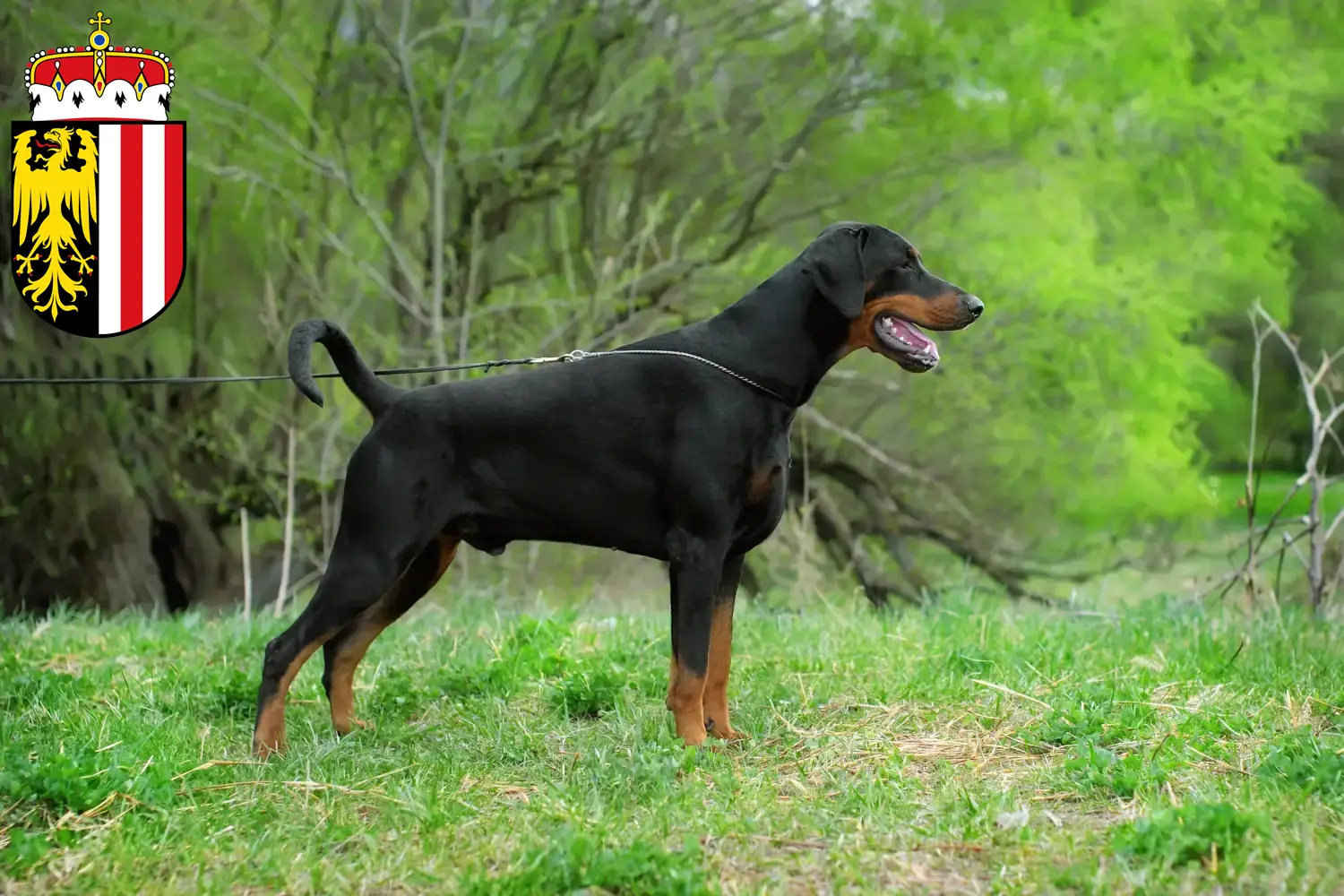 Read more about the article Dobermann breeders and puppies in Upper Austria