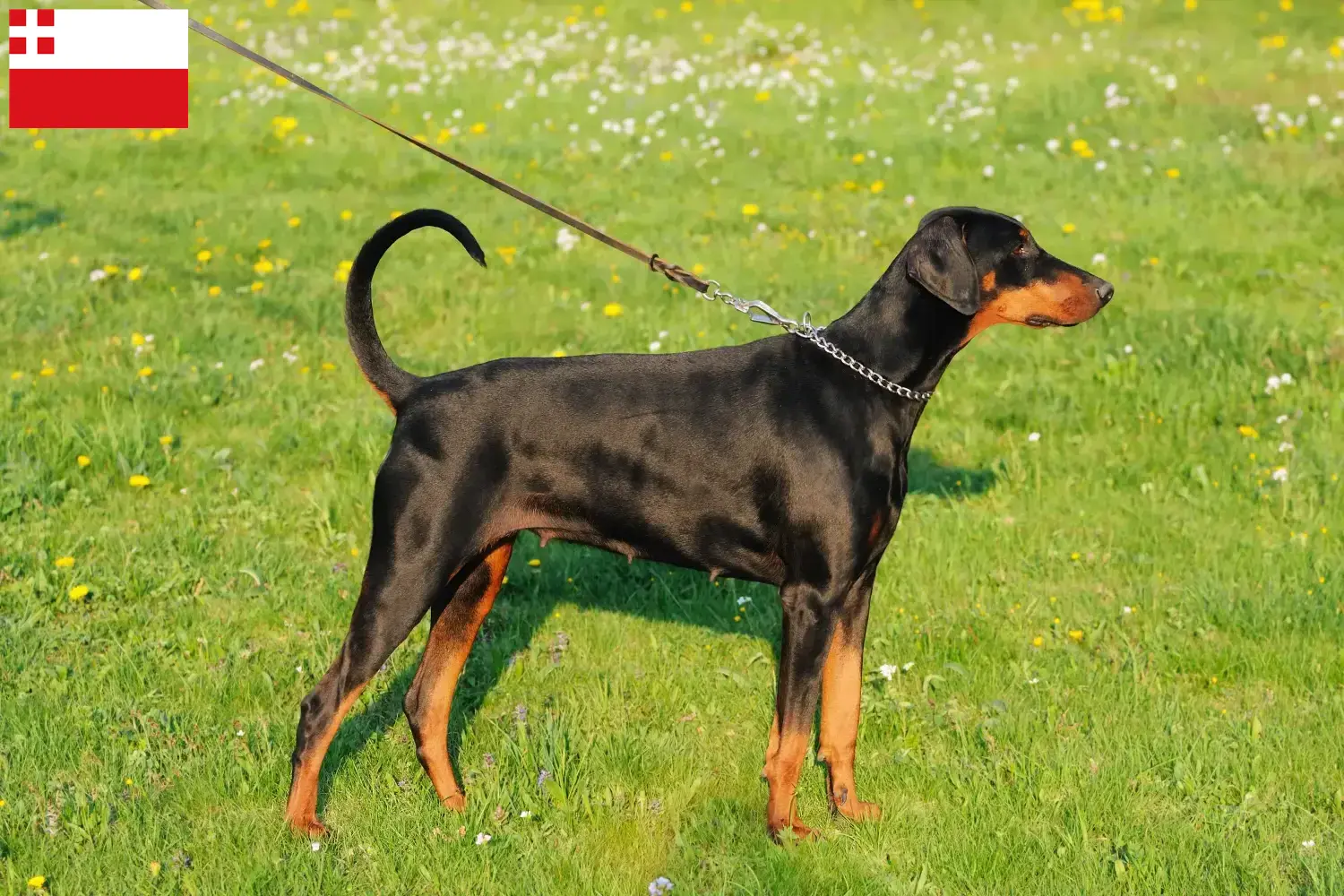 Read more about the article Doberman breeders and puppies in Utrecht