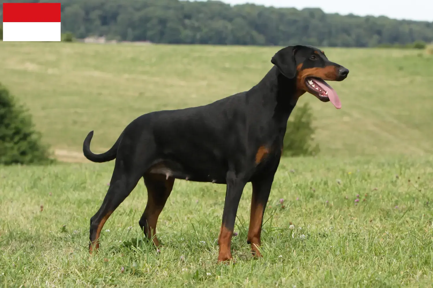 Read more about the article Dobermann breeders and puppies in Vienna