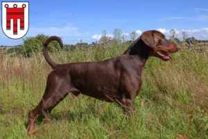 Read more about the article Dobermann breeders and puppies in Vorarlberg