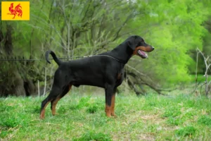 Read more about the article Doberman breeders and puppies in Walloon Region