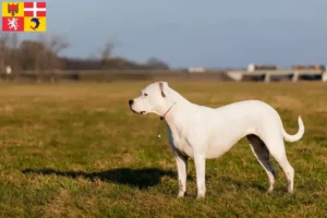 Read more about the article Dogo Argentino breeders and puppies in Auvergne-Rhône-Alpes