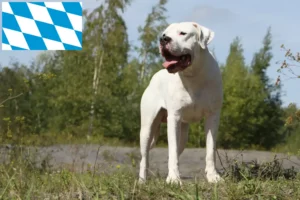 Read more about the article Dogo Argentino breeders and puppies in Bavaria