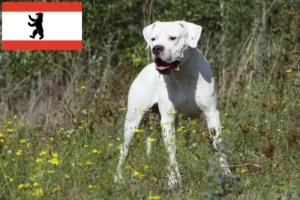 Read more about the article Dogo Argentino breeders and puppies in Berlin